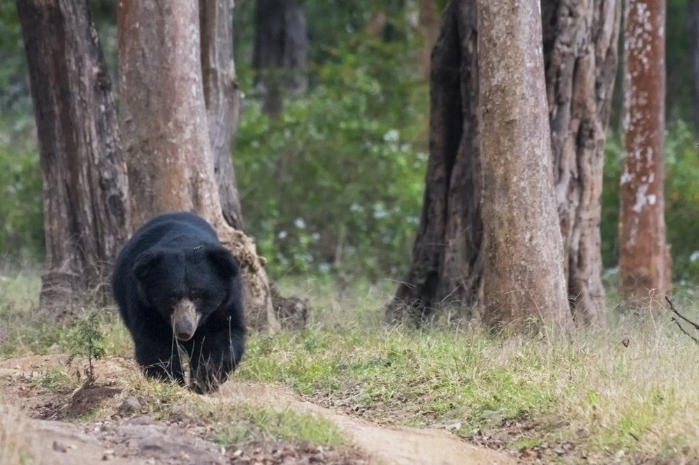 Photograph by VINU MATHEW