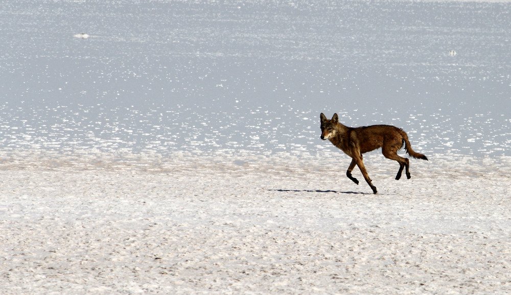 Photograph by subhash purohit