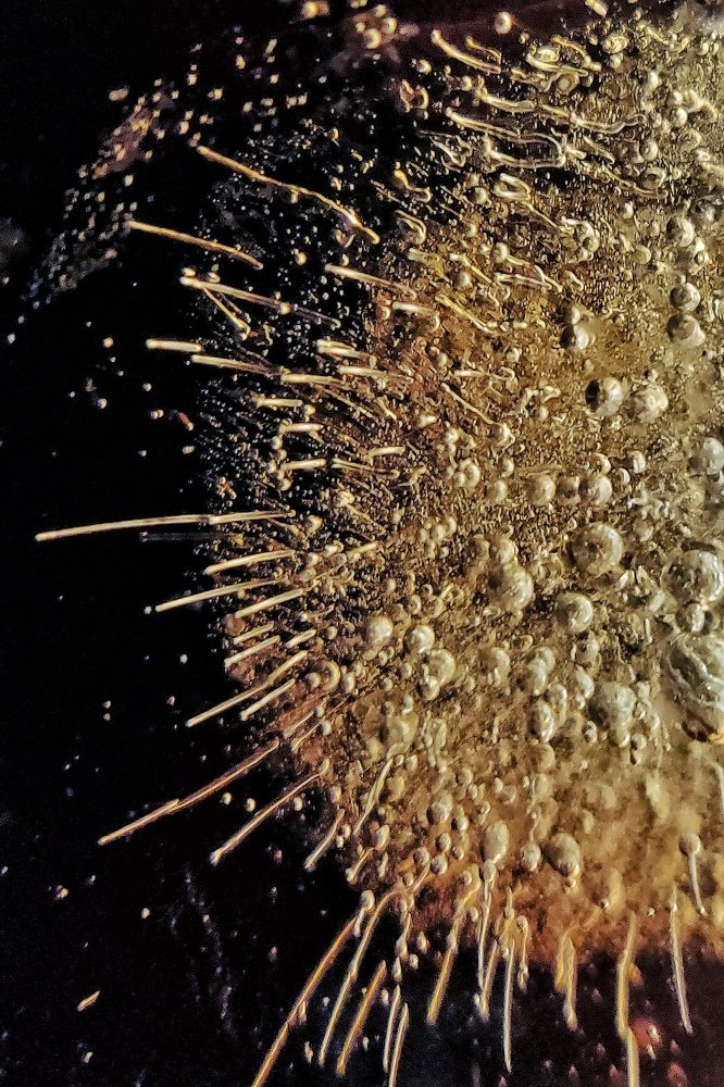 Photograph by Alipriya Ghosh