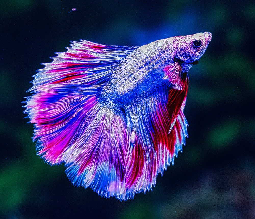 Rare Portrait