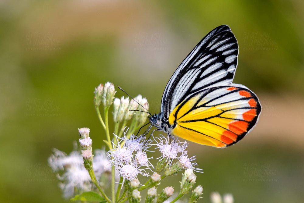 Photograph by Thet Maw