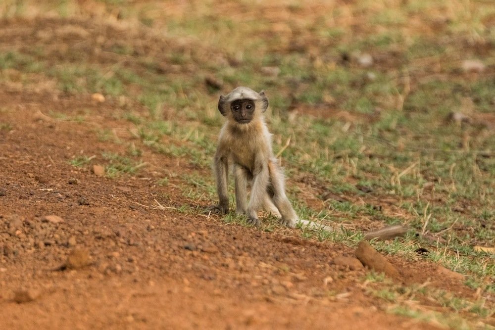 Photograph by Jayanth G