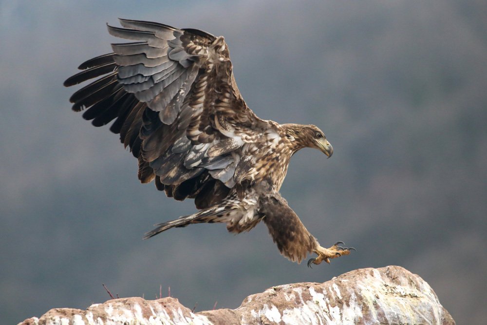 Photograph by Geza Farkas