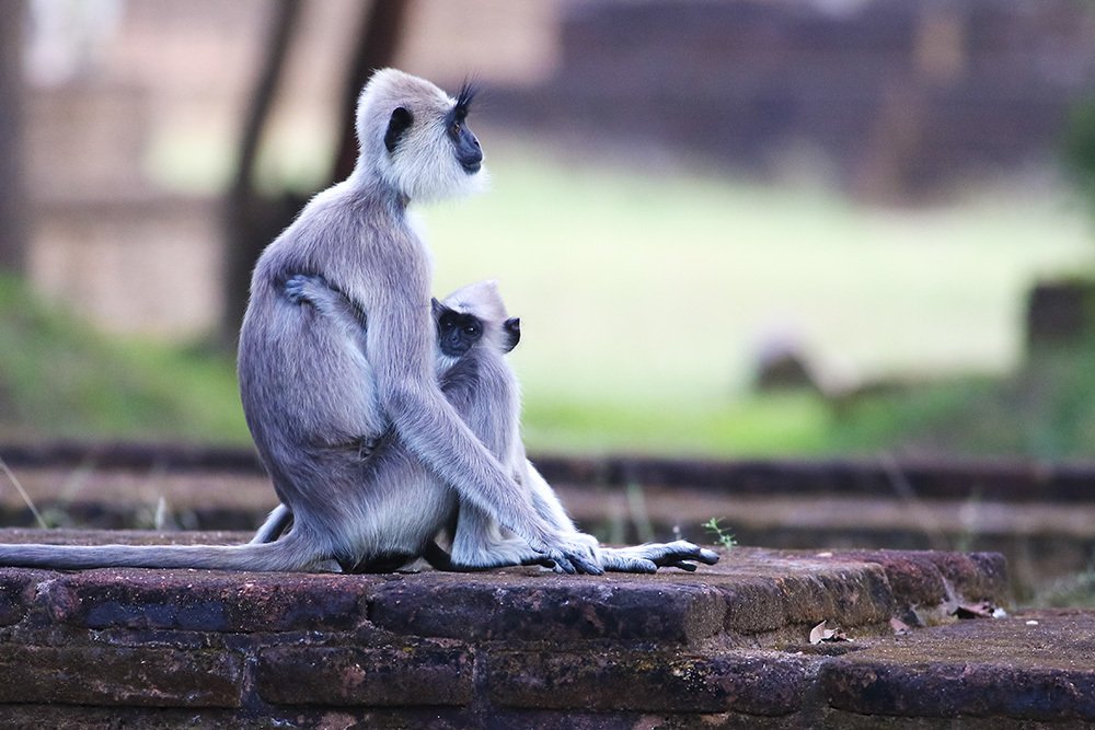 Photograph by Geza Farkas