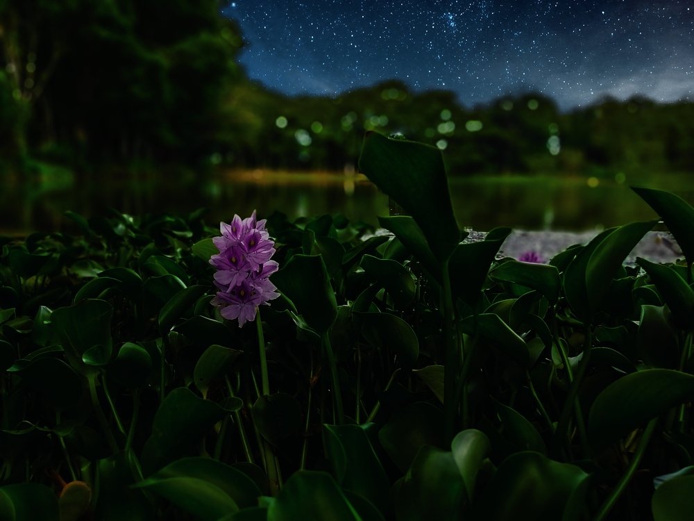 Wild Lilies by the Lake