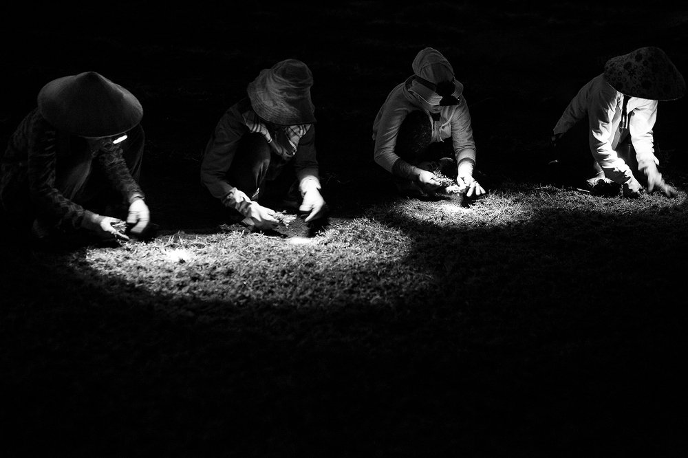 Planting grass in the night