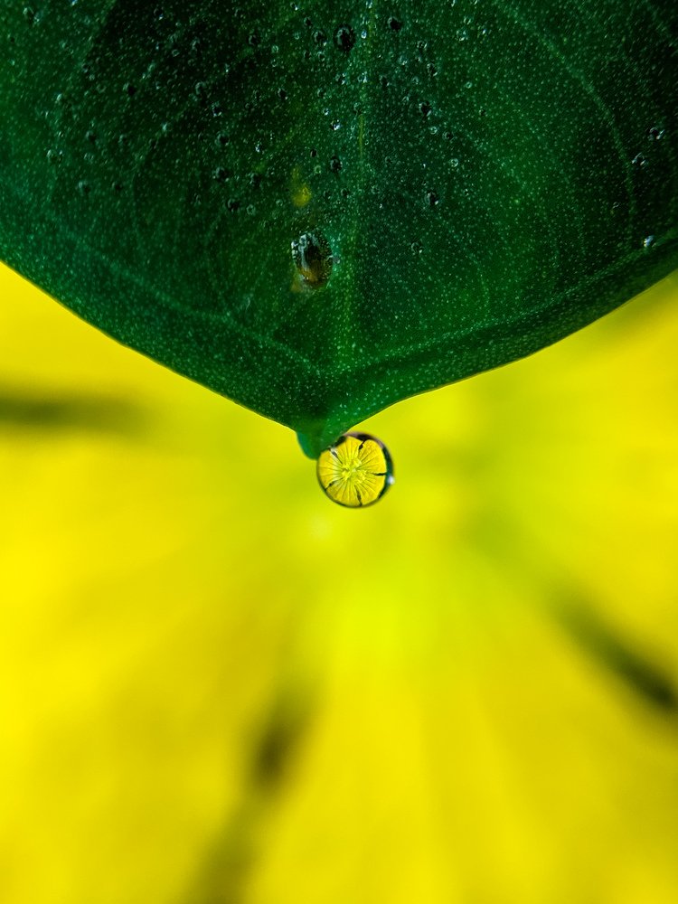 Flower on the drop