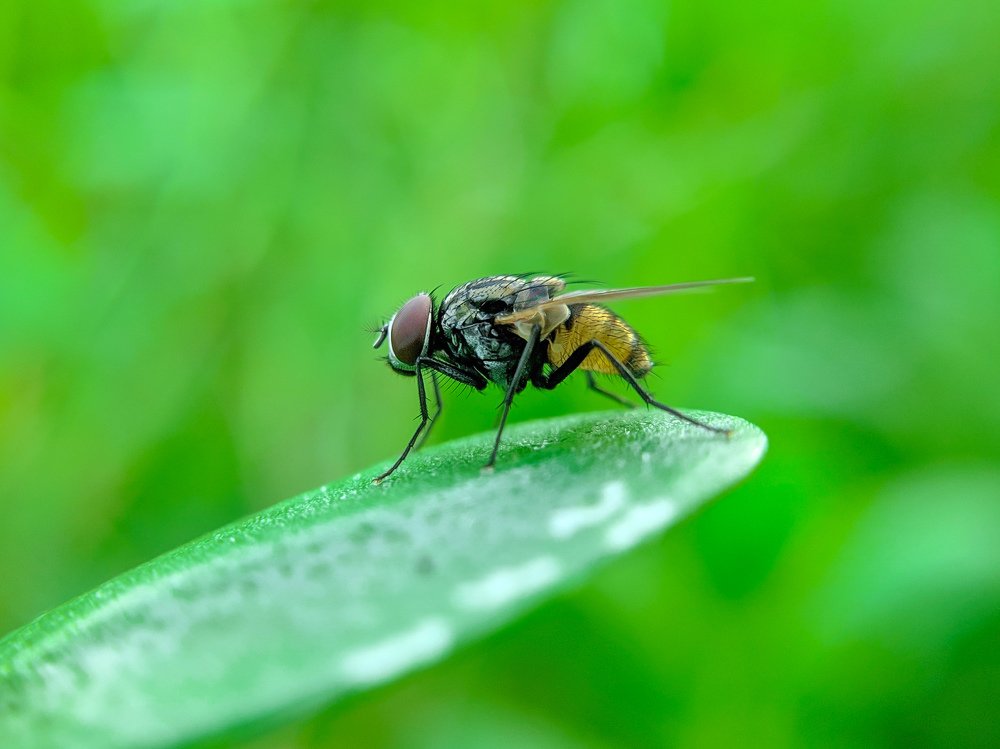 Housefly