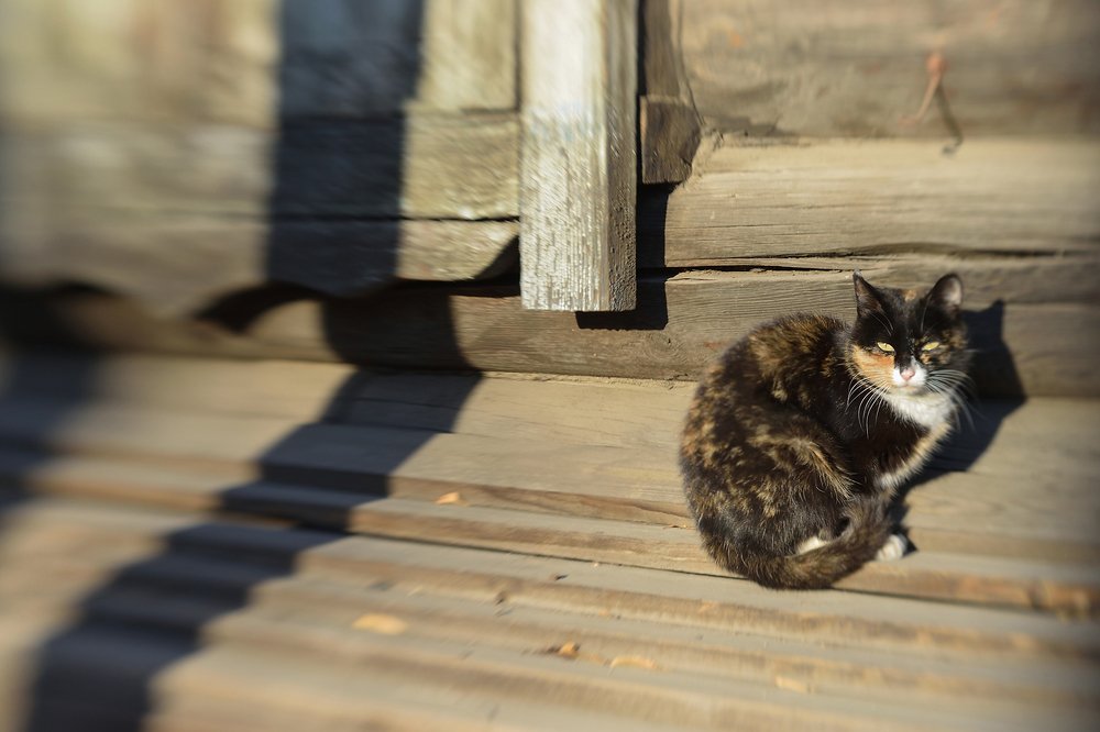 Photograph by Tatyana