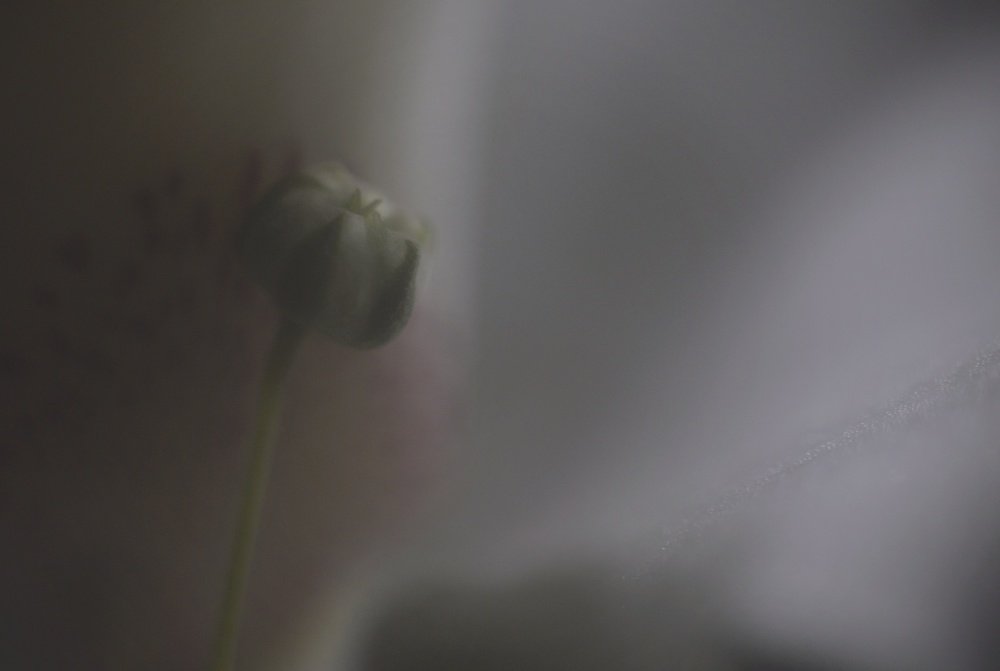 Photograph by Вячеслав Шемошенко