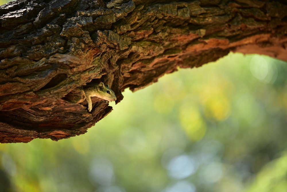 Home of the Squirrel