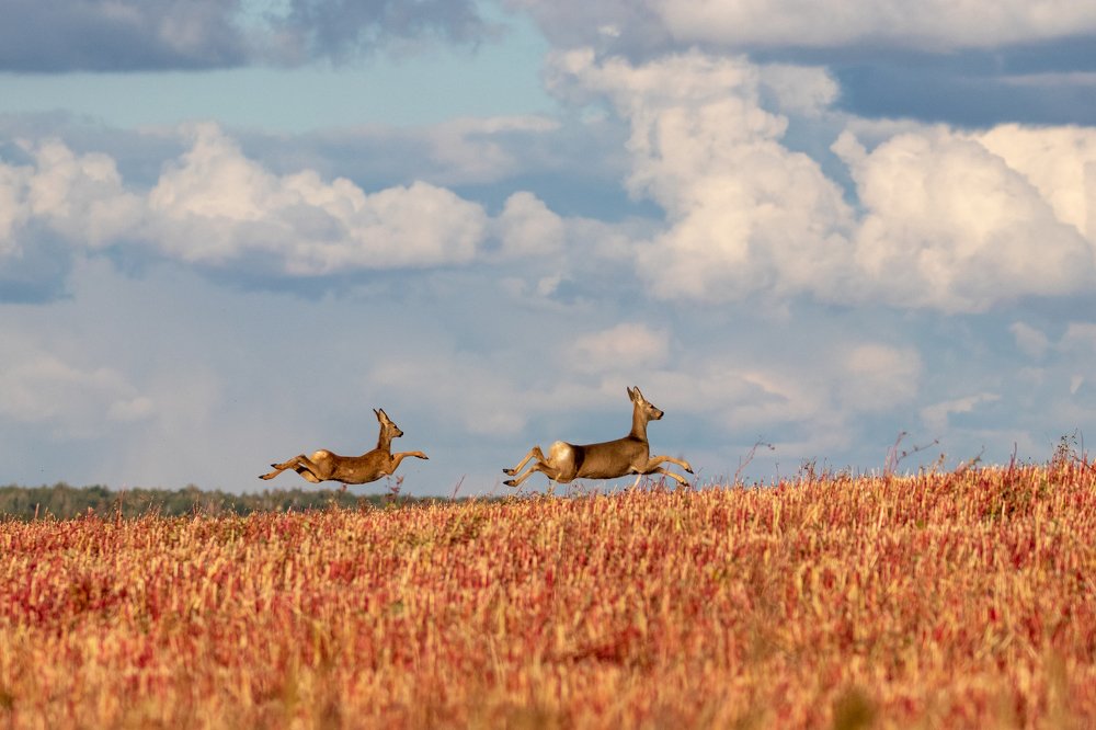 Photograph by Барабанов Алексей