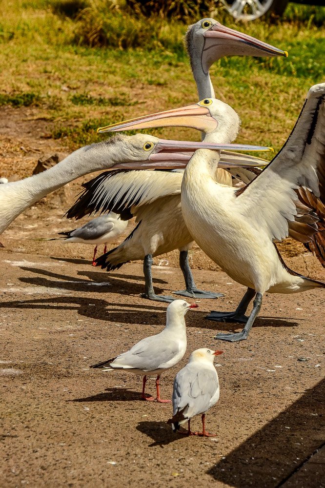 Драка в очереди за рыбой...   Fight in the queue for fish...