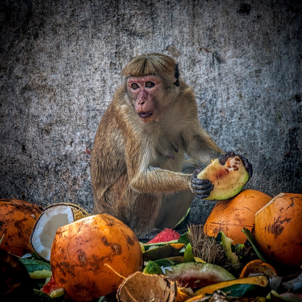 Чревоугодие.