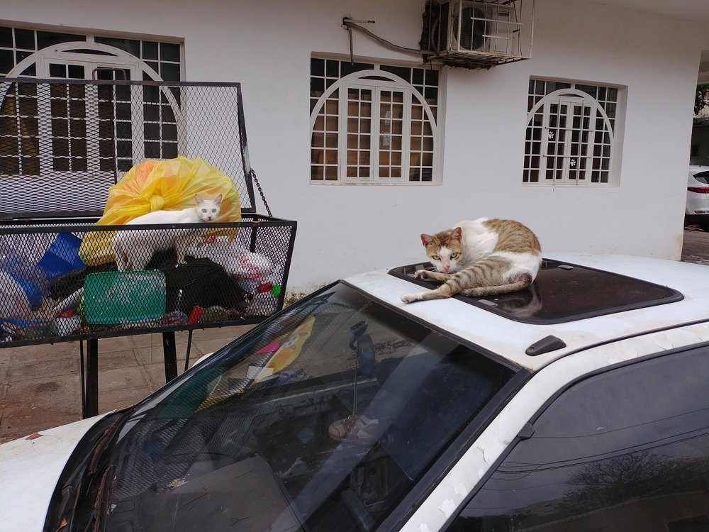 Cat in the car