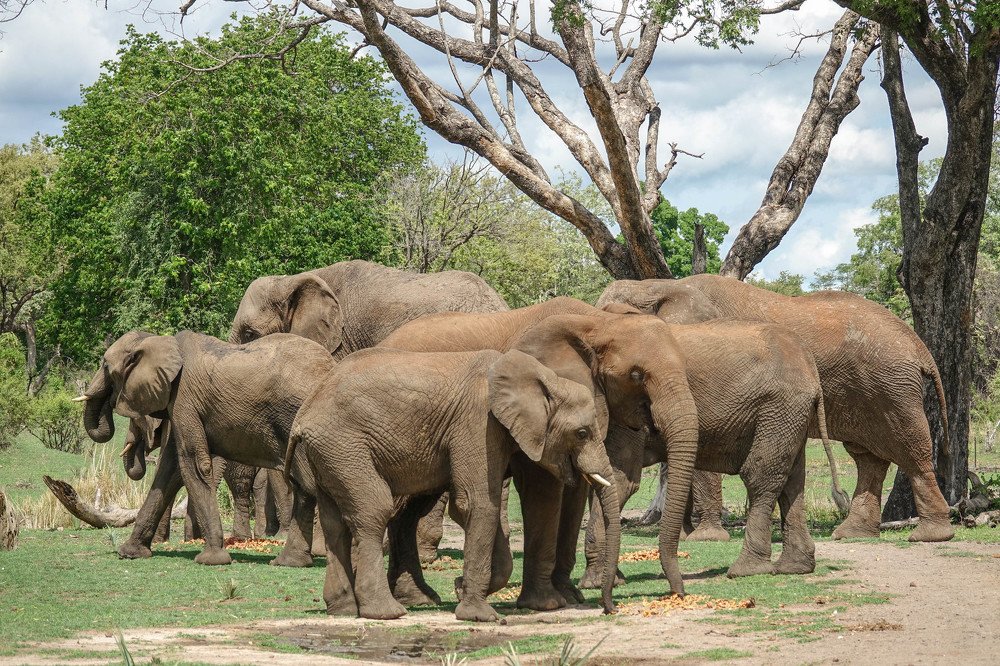 Elephants coexisting with the river birds.