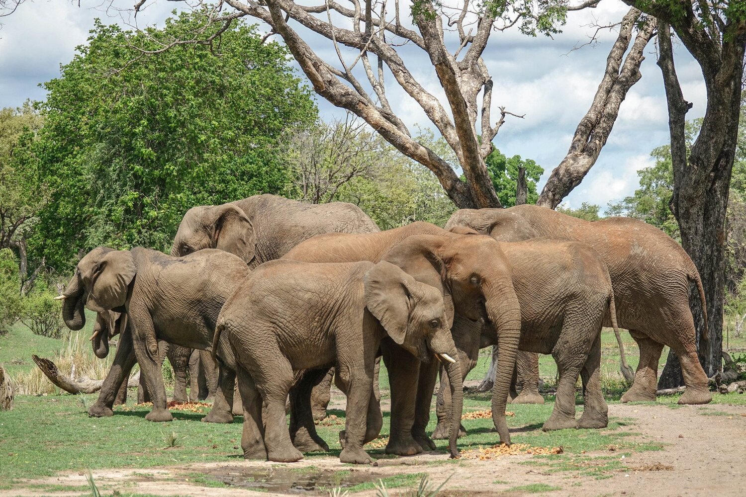 Elephants coexisting with the river birds.