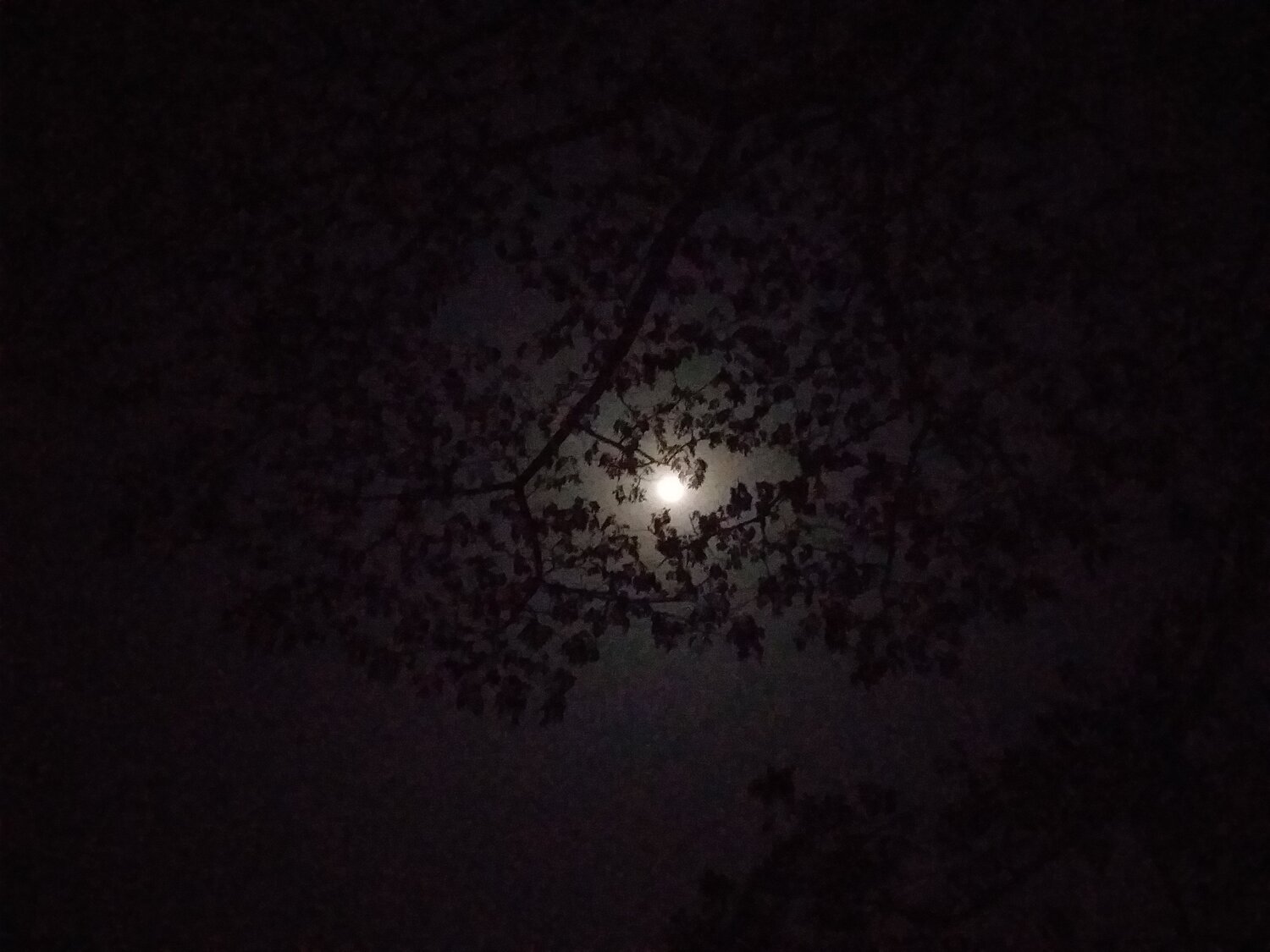 Photo #4089008