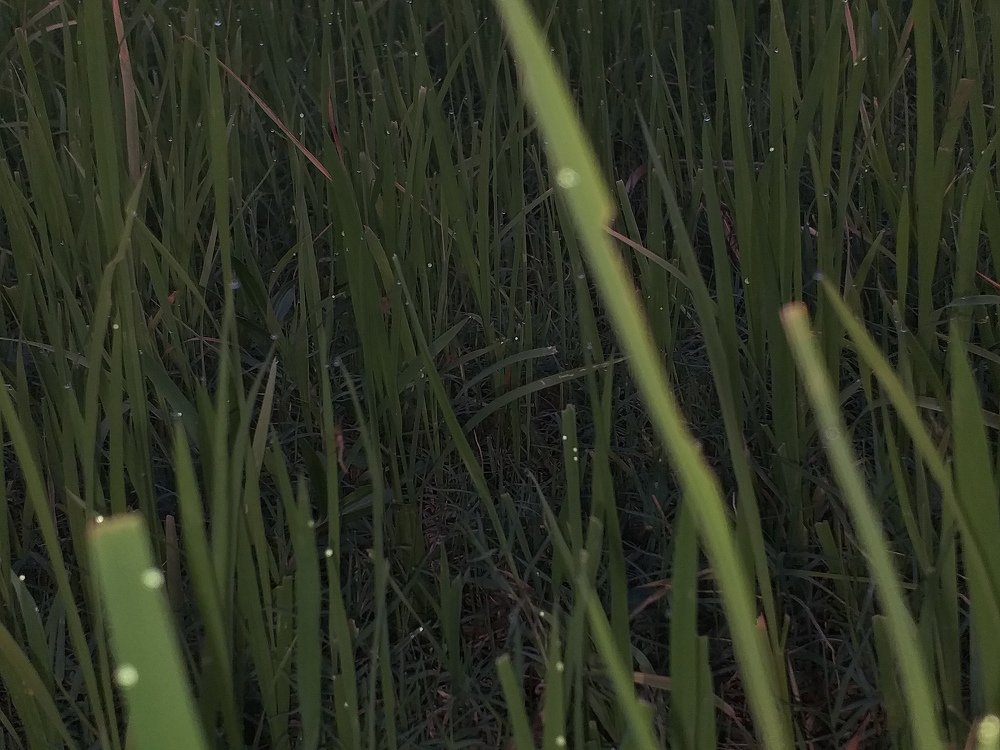 Photo #4089012