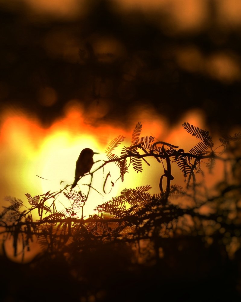 Photograph by Sai kumar Bheemanaboina