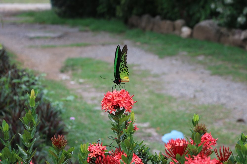 Oro Baturfly