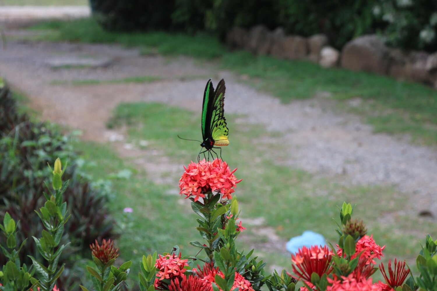 Oro Baturfly
