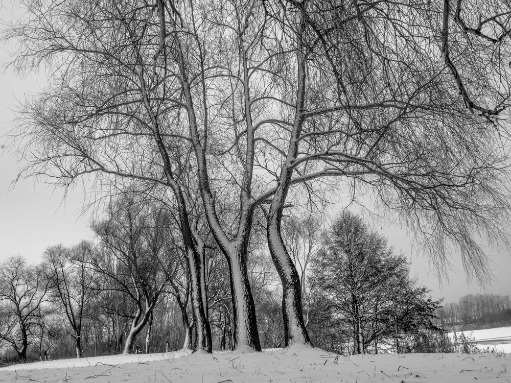 Photograph by mikhail goryachev