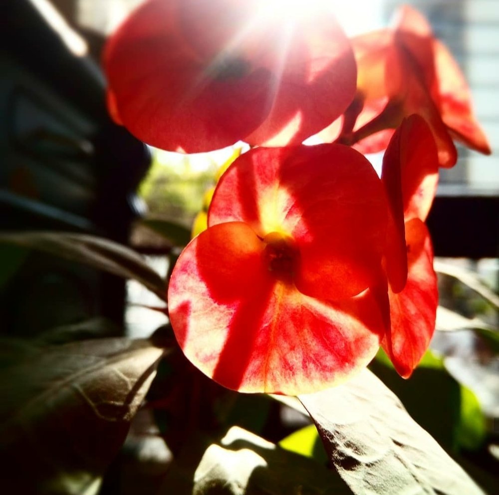 Photograph by Shruti Kulkarni