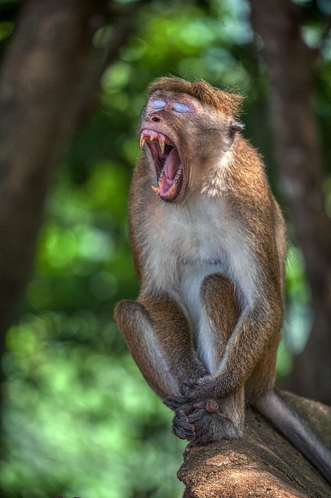 Улыбка Дракулы