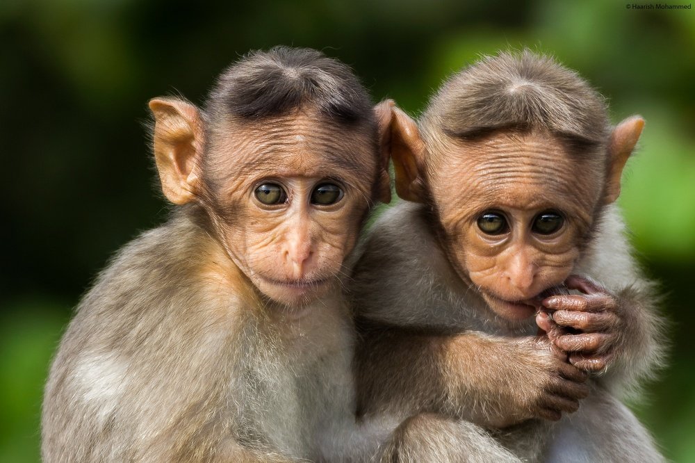 Ouch, Charlie bit my finger!