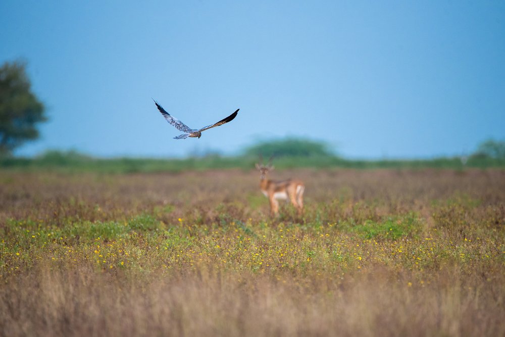 Beauty and the beast - Blackbuck & the Harrier
