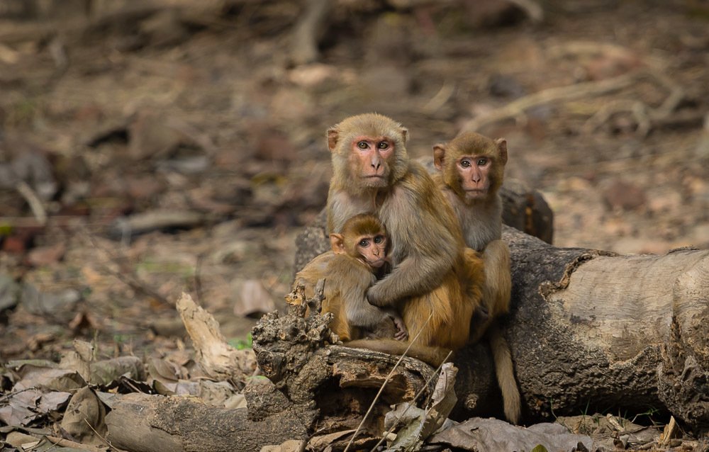 Photograph by Pramod Pramod