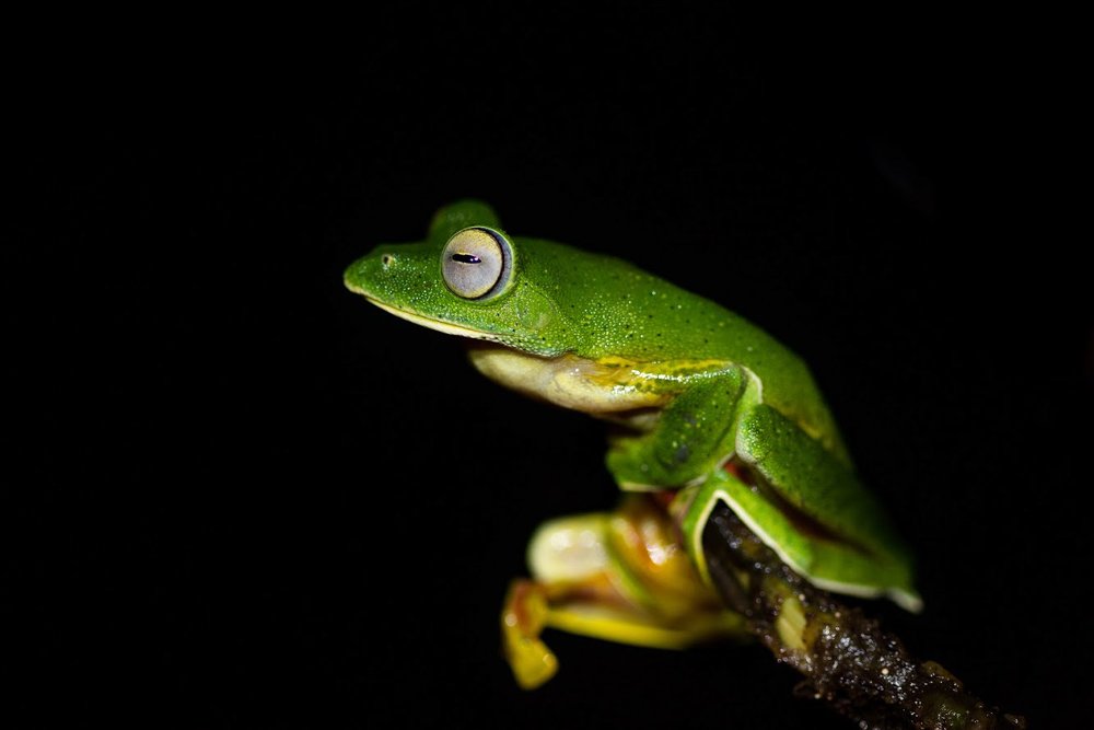 Malabar Gliding Frog