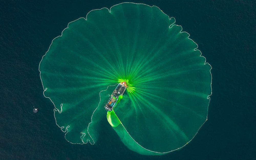 Lotus leaf on the sea