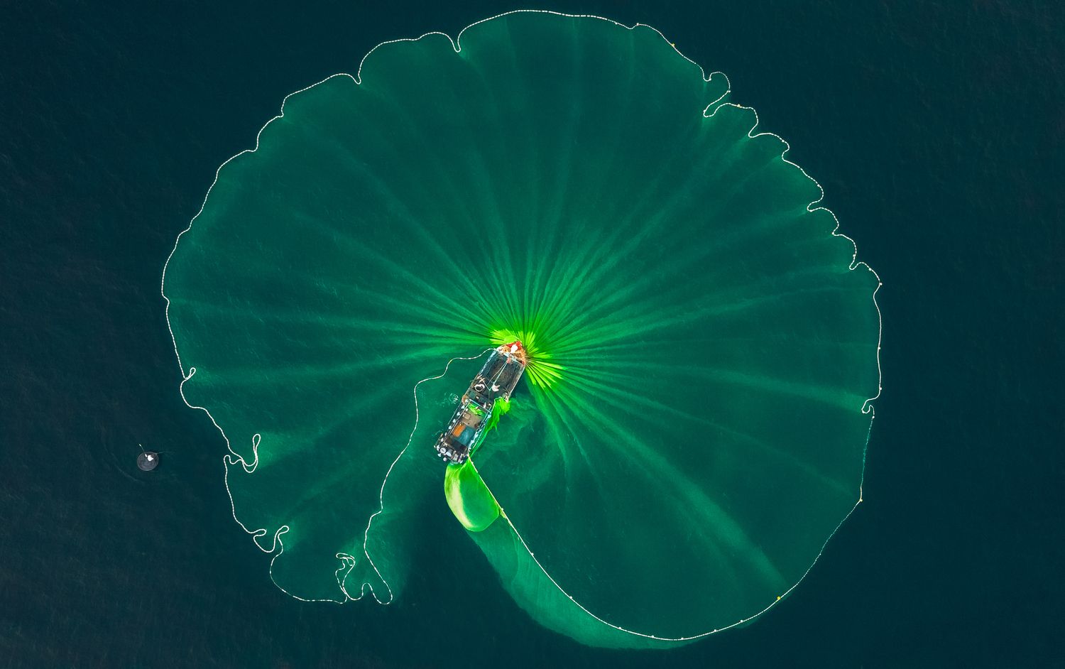 Lotus leaf on the sea