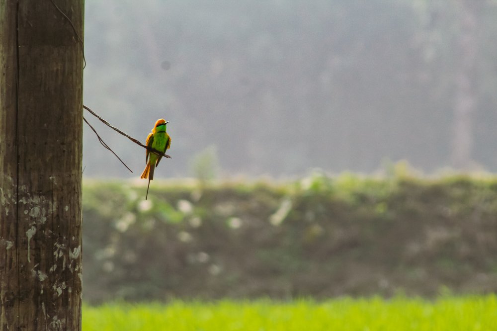 Green Bee Eater