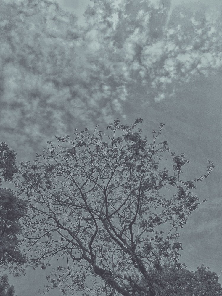 Save tress for you