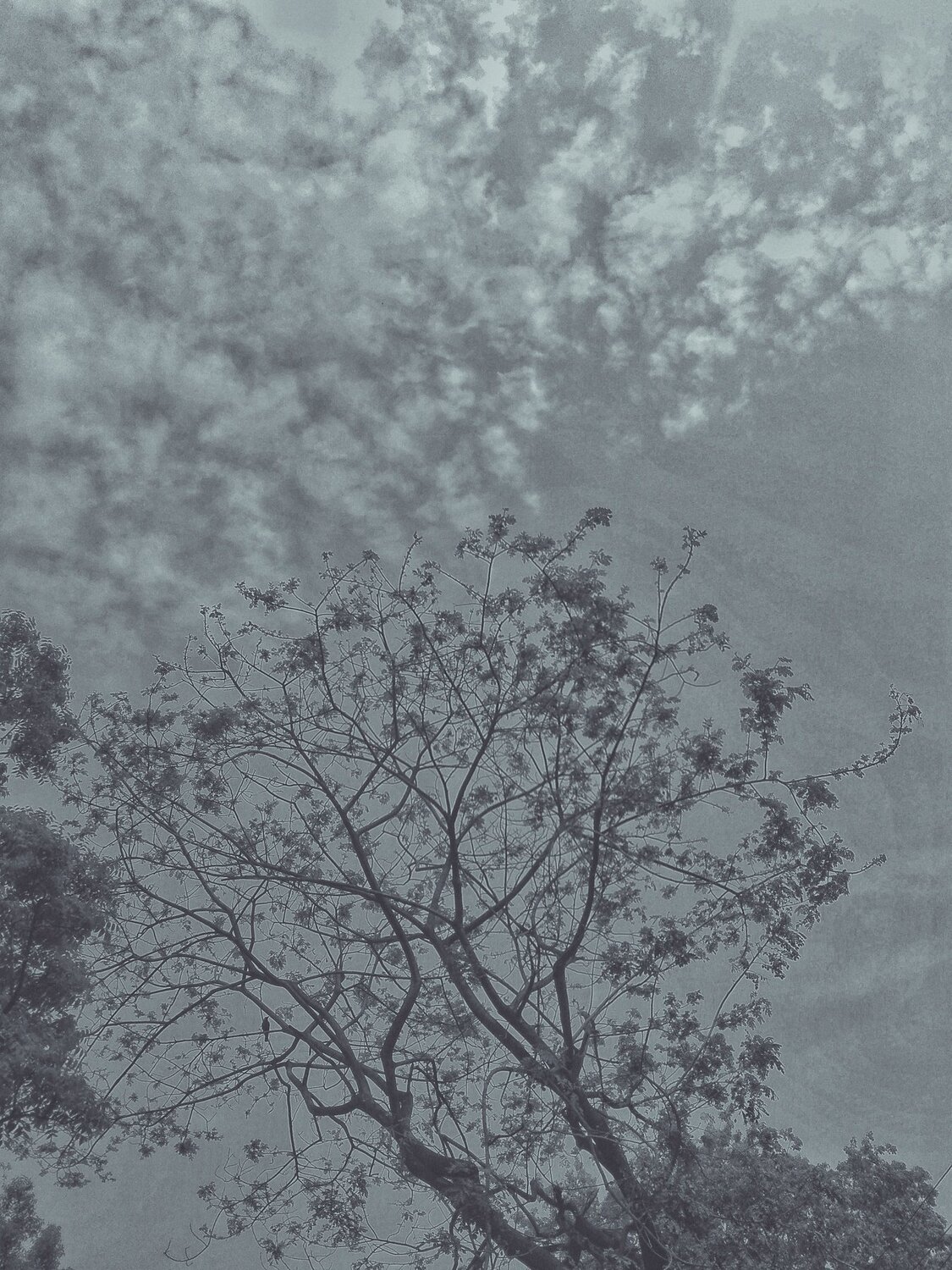 Save tress for you