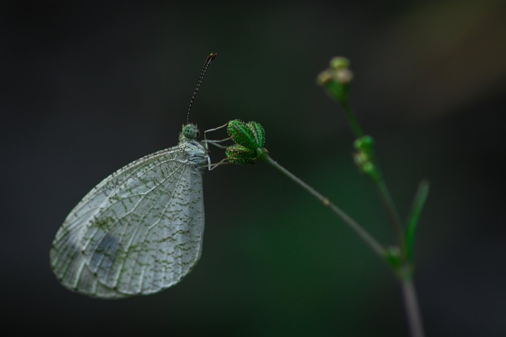 Psyche Butterfly(Leptosia nina)
