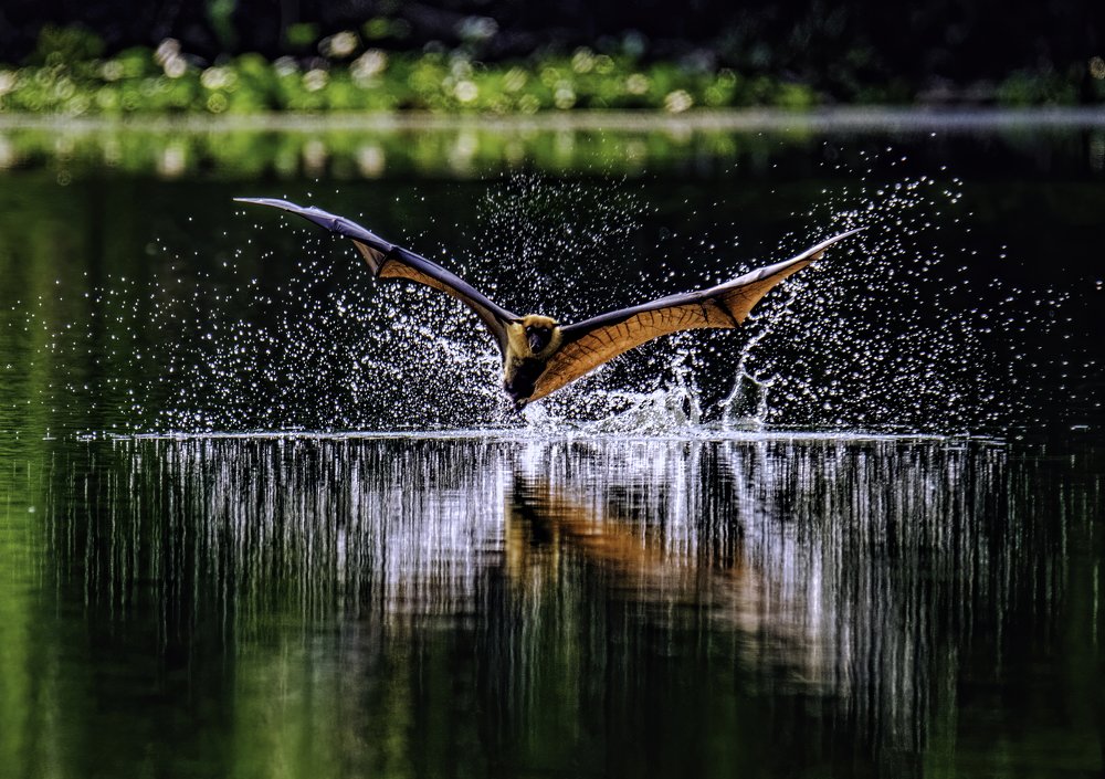Indian Flying Fox..and water Splash....