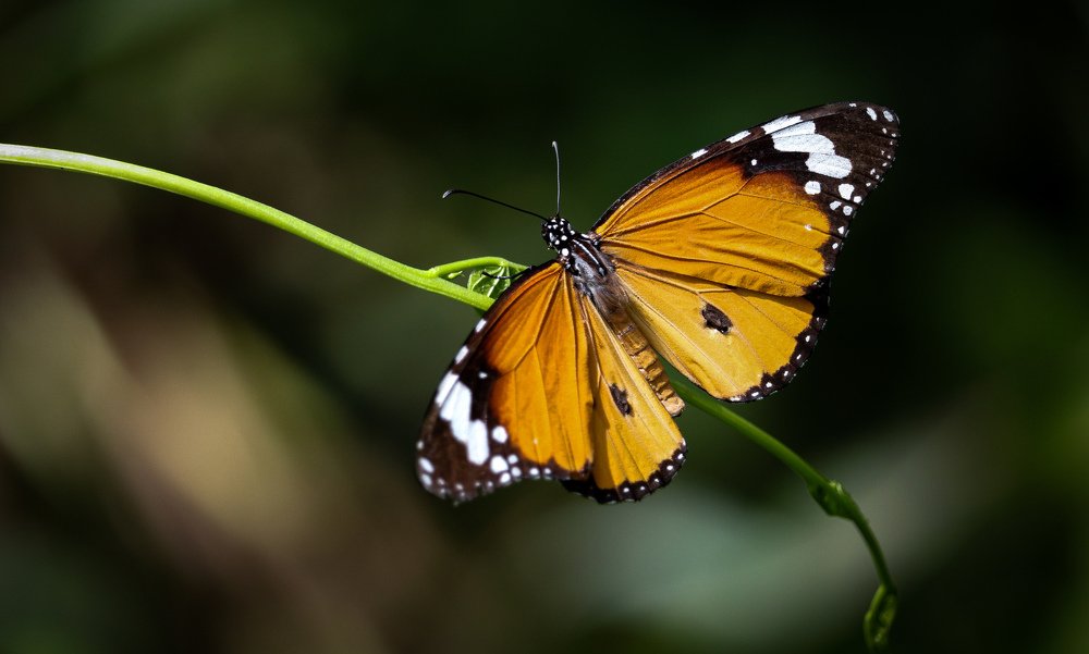 Plains tiger Butterfly
