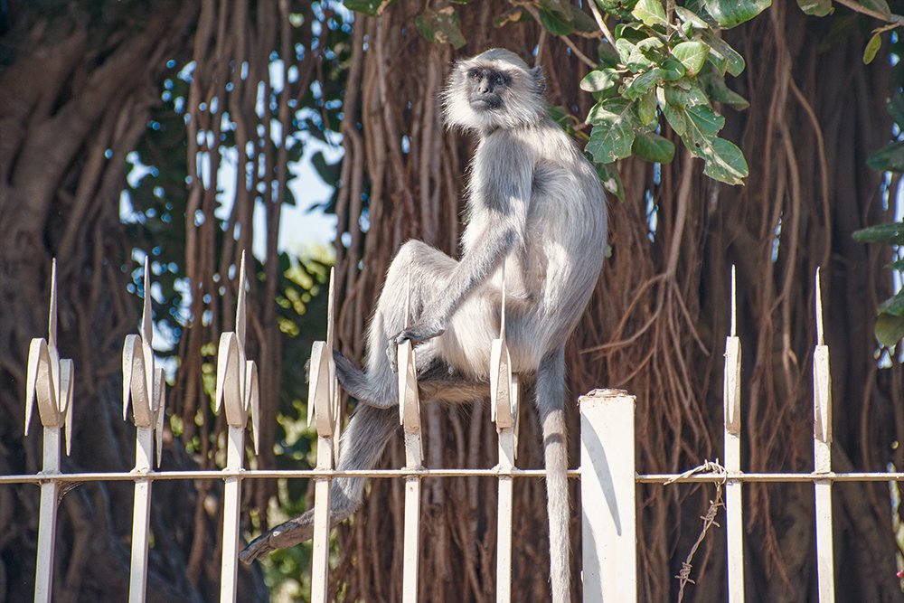 Photograph by Neeraj Gade