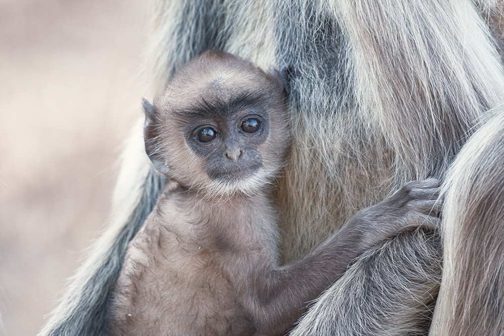 Photograph by Neeraj Gade