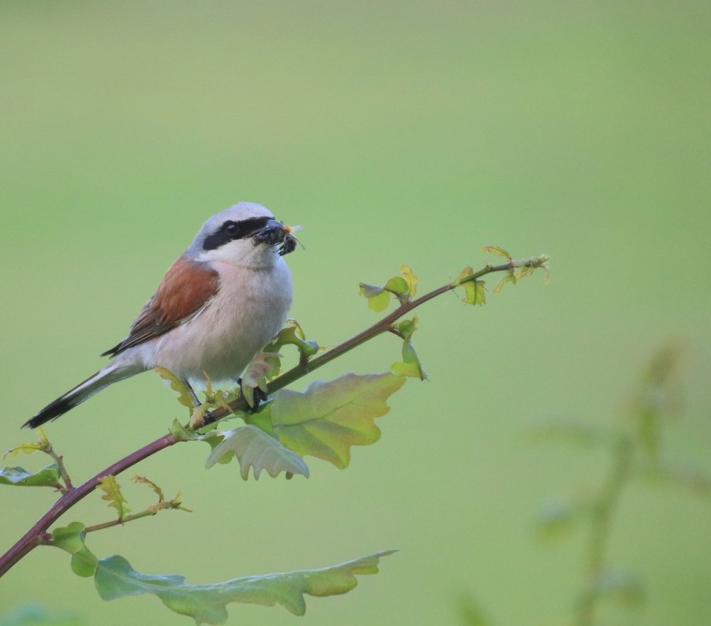 Photograph by Евгения Малафеева