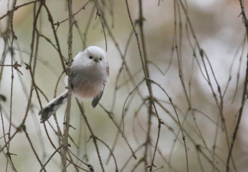 Photograph by Евгения Малафеева