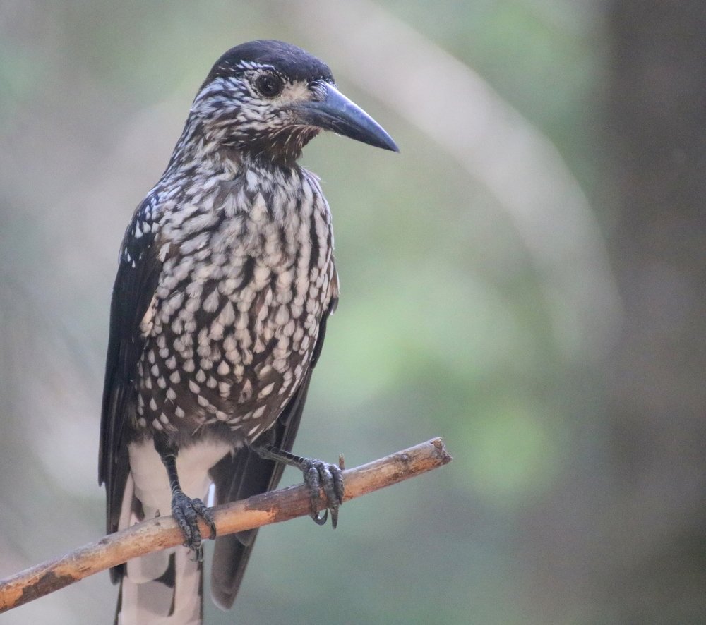 Photograph by Евгения Малафеева