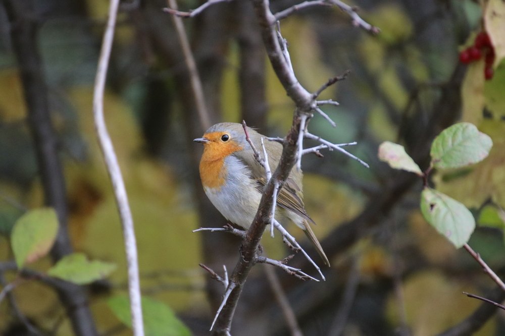 Photograph by Евгения Малафеева