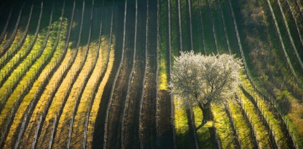Фотография автора Анатолий Гордиенко