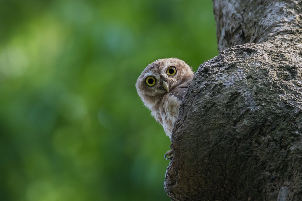 Photograph by Rokibul Hasan