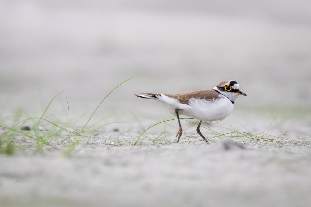 Photograph by Rokibul Hasan